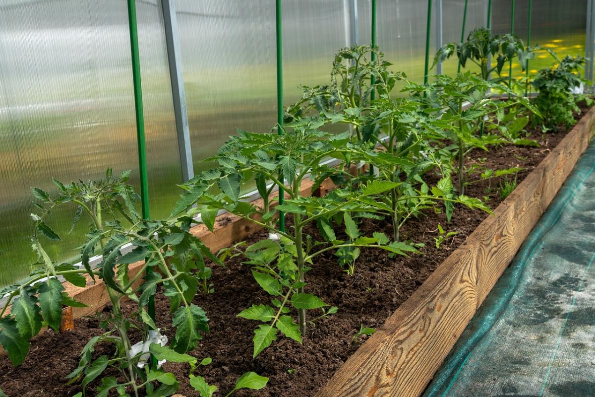 Не только томаты: культуры, которые можно смело выращивать в теплице