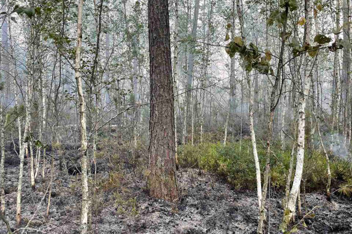 За выходные в стране произошло 14 лесных пожаров