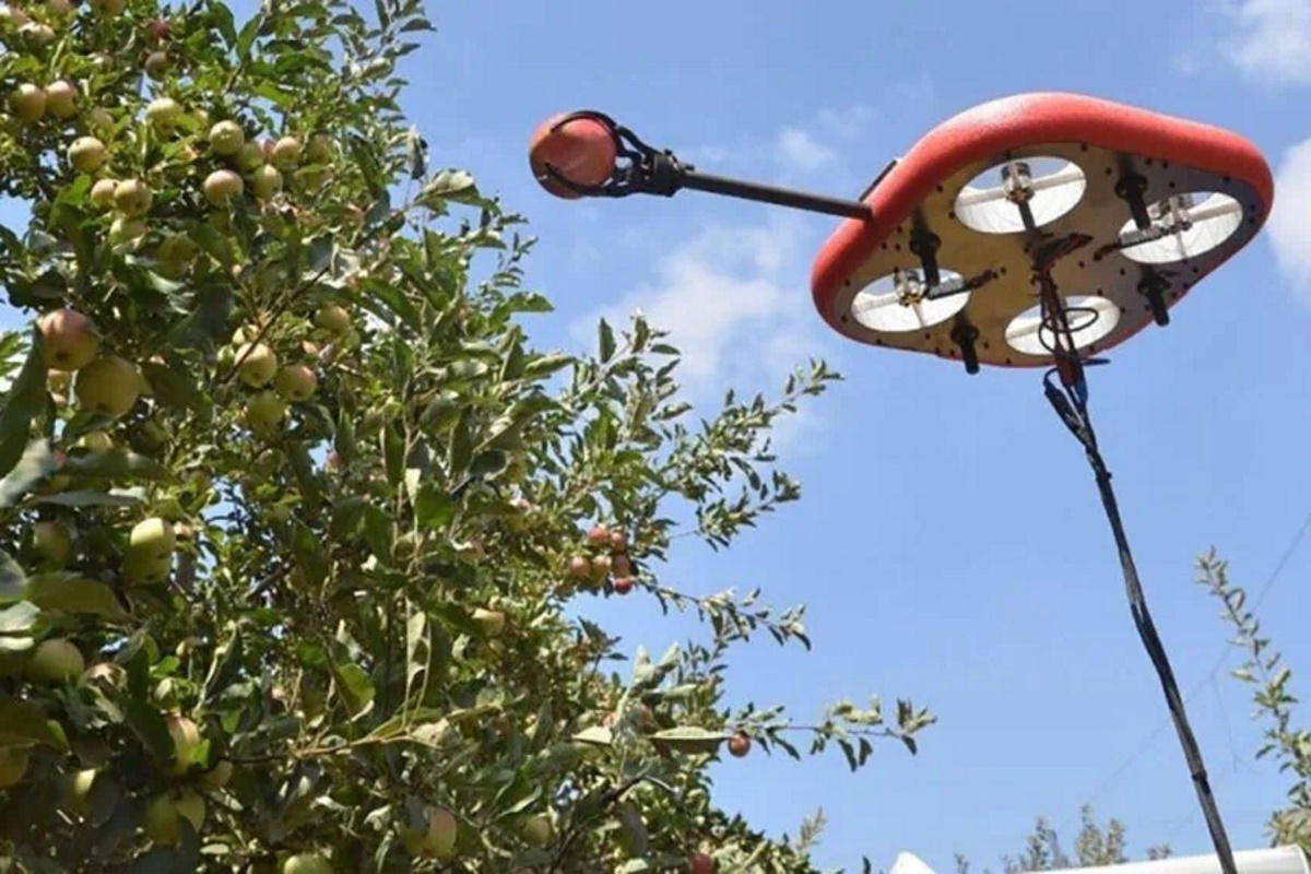 До чего дошел прогресс: дроны научились собирать фрукты – видео
