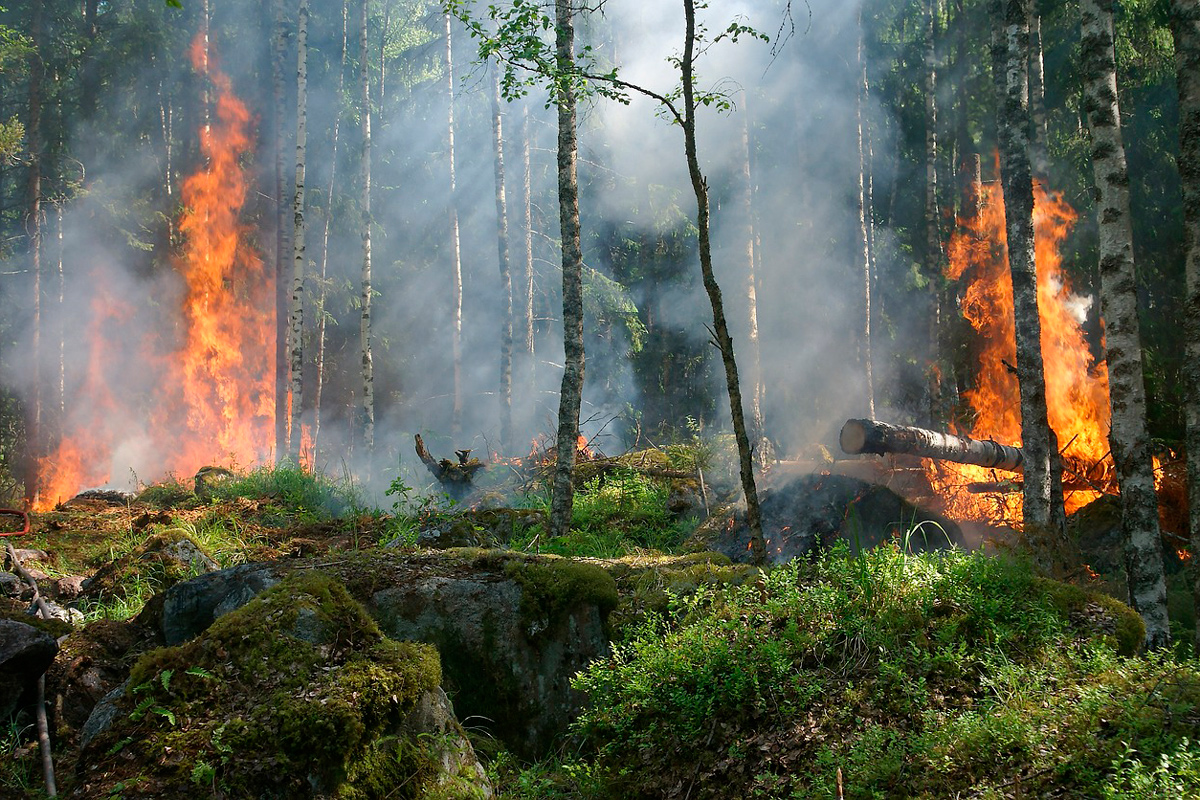 В лесах – пожароопасная обстановка: за сутки ликвидировали 15 возгораний