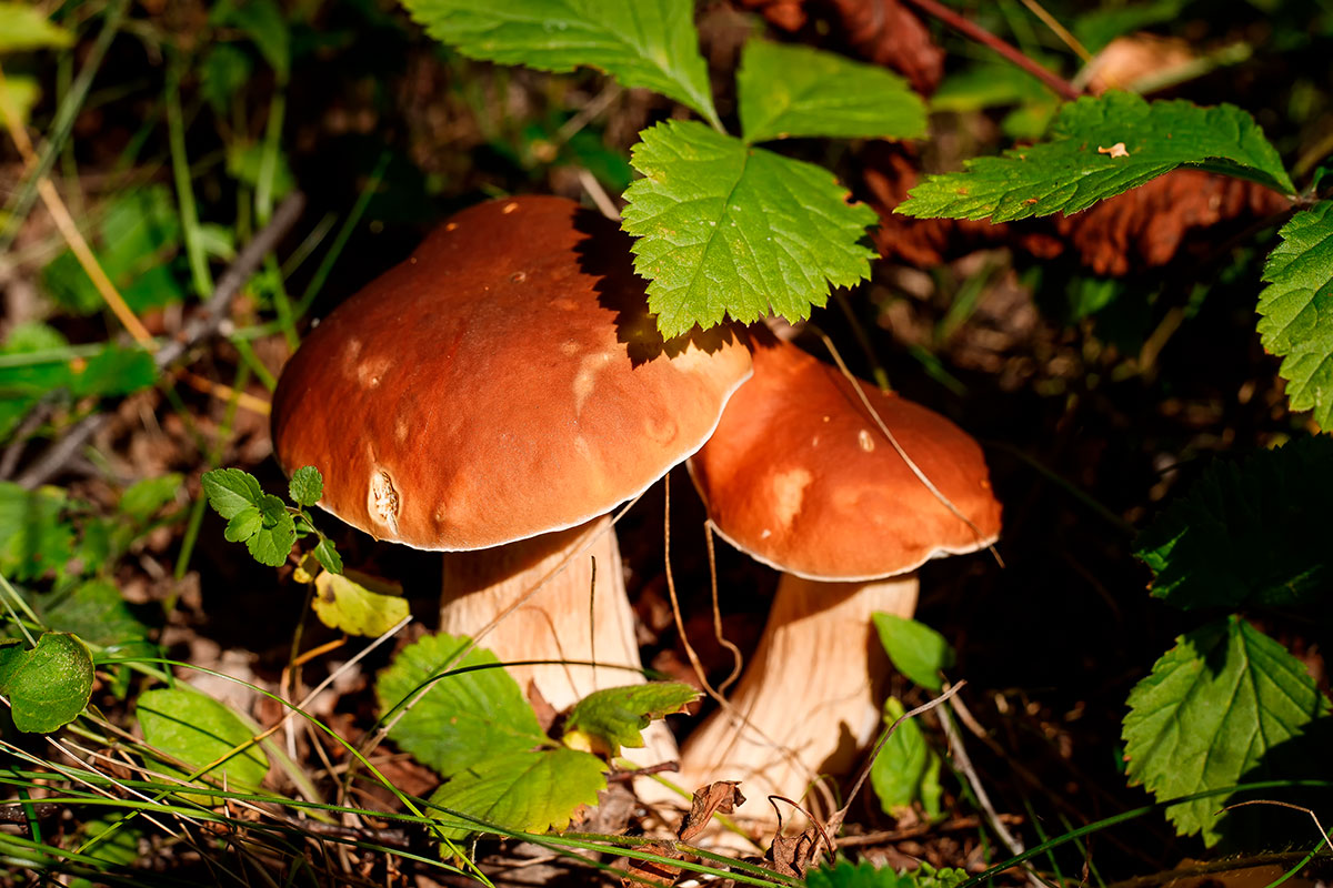 Съедобные грибы также могут быть ядовитыми: никогда не делайте этого