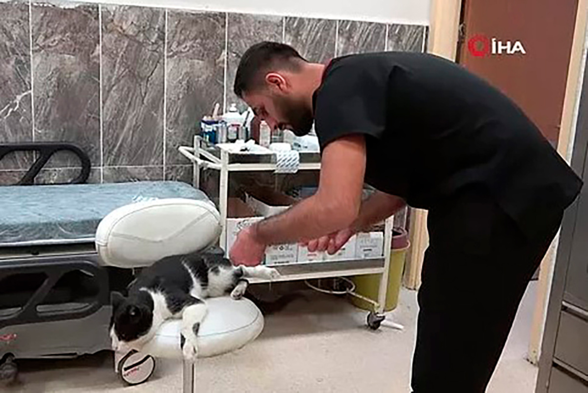 Кот со сломанной лапой сам пришел за помощью в больницу в Турции