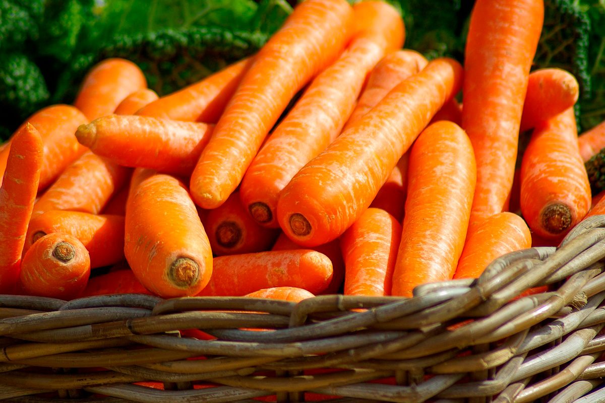 Если морковь проросла в погребе – советы дачников