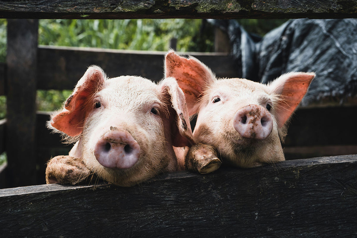 Свинки на даче: лучшие породы для выращивания на подворье
