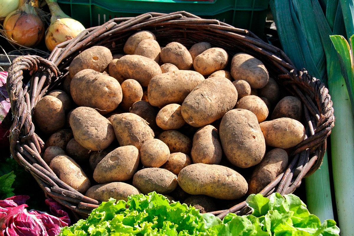 Вы такого не знали: когда копать картофель, чтобы дольше хранился