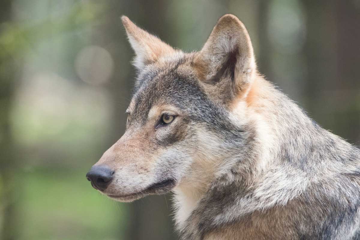 По Витебску бегает дикий волк – милиция устроила на него охоту