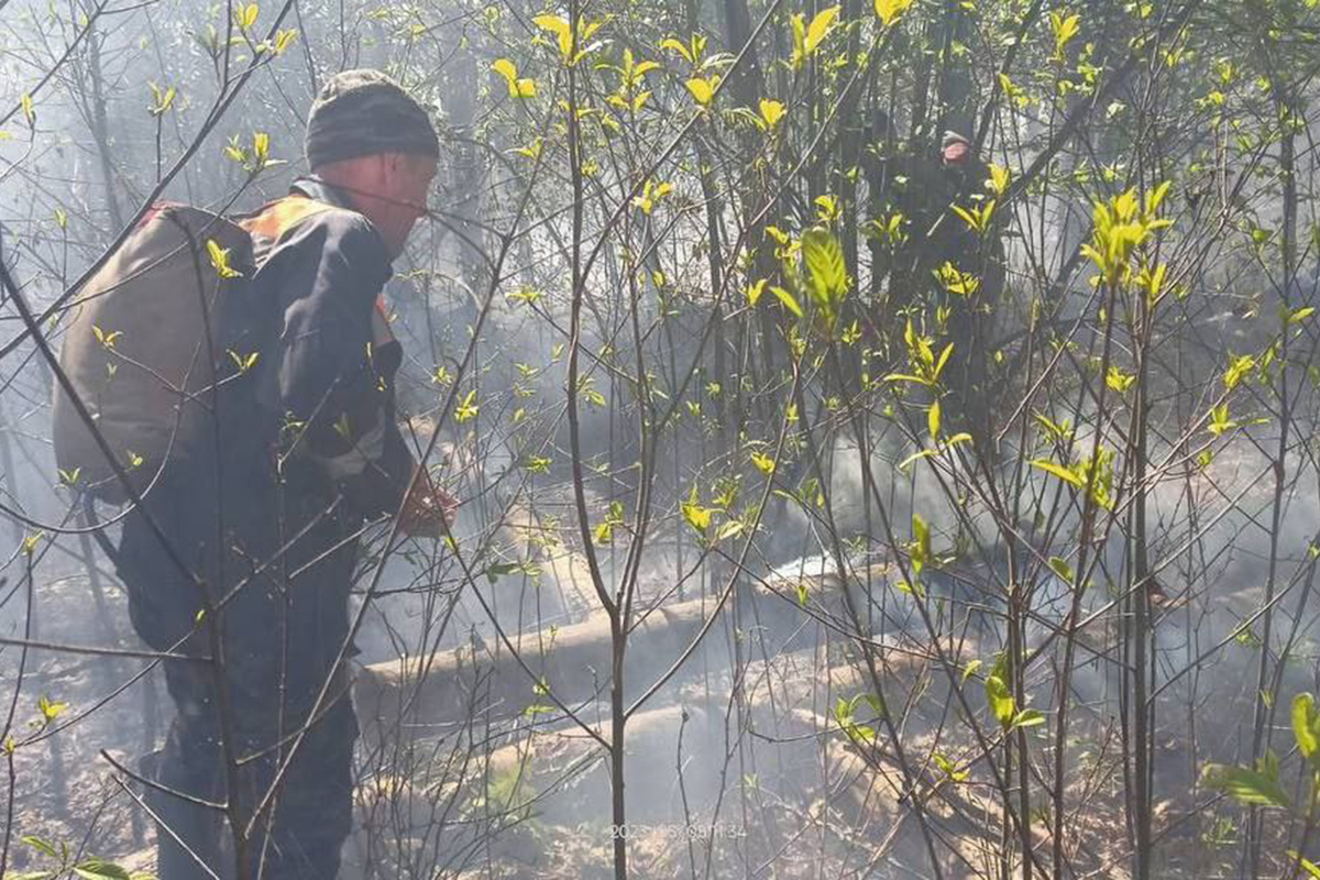 За один неполный день в Беларуси произошло семь лесных пожаров