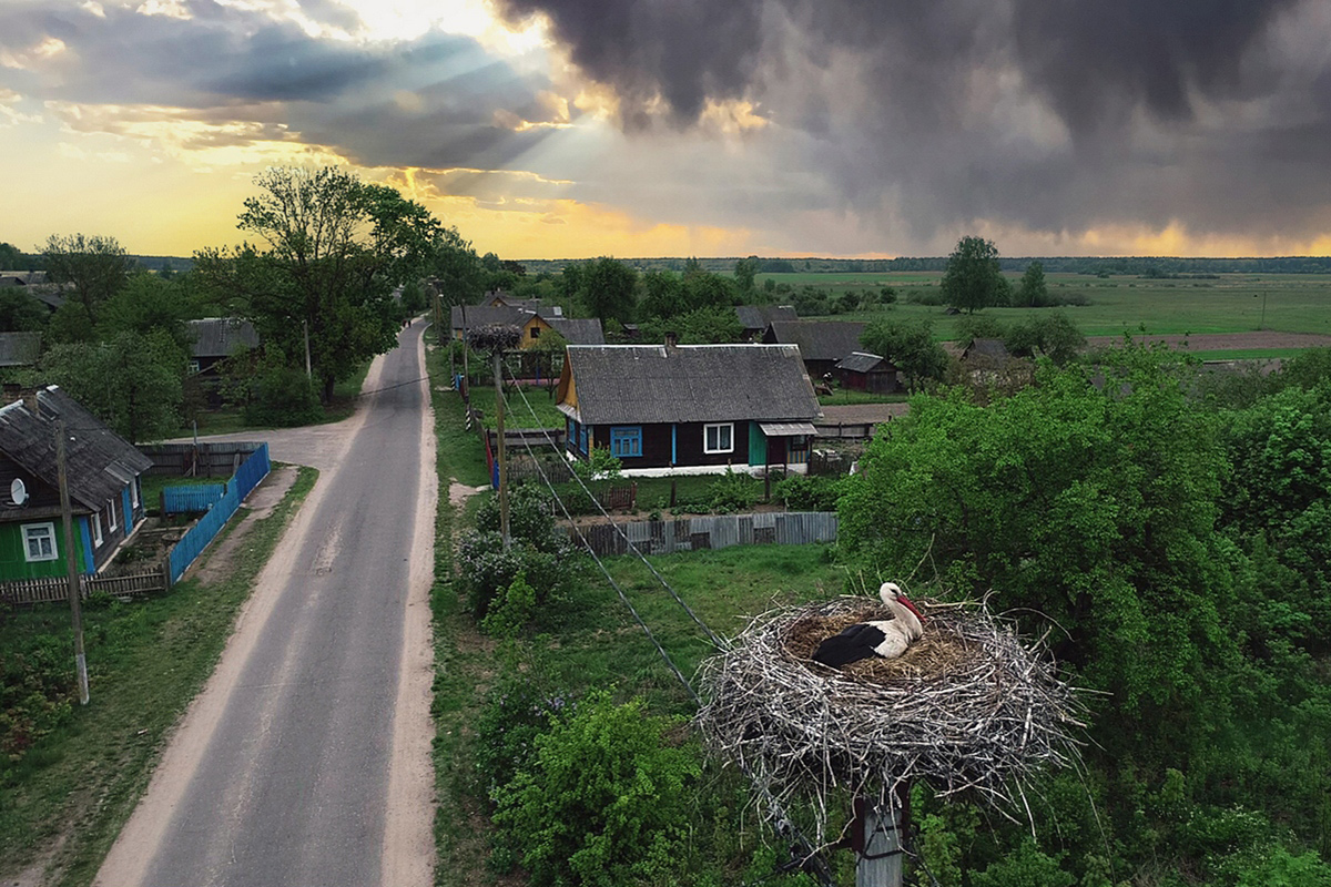 Зачем в Беларуси снимают гнезда с линий электропередачи, рассказали энергетики
