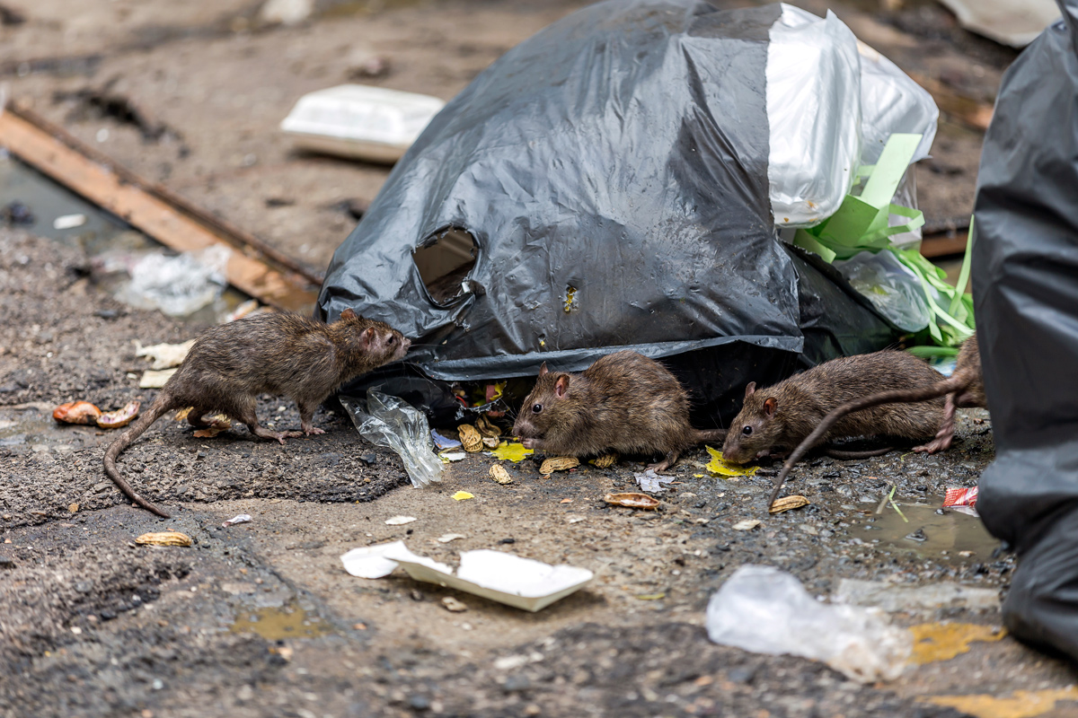 Весь подъезд усыпан ядом: в Заславле травили крыс, но что-то пошло не так