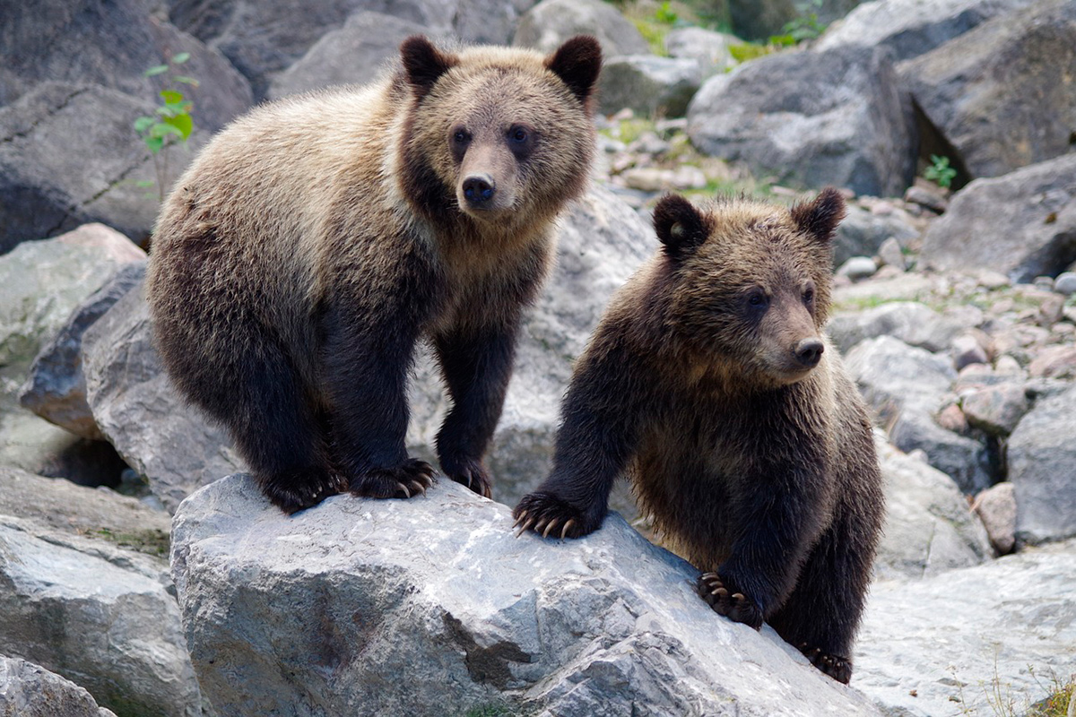 В Витебском зоопарке спасают двух медвежат – их маму вспугнули лесники