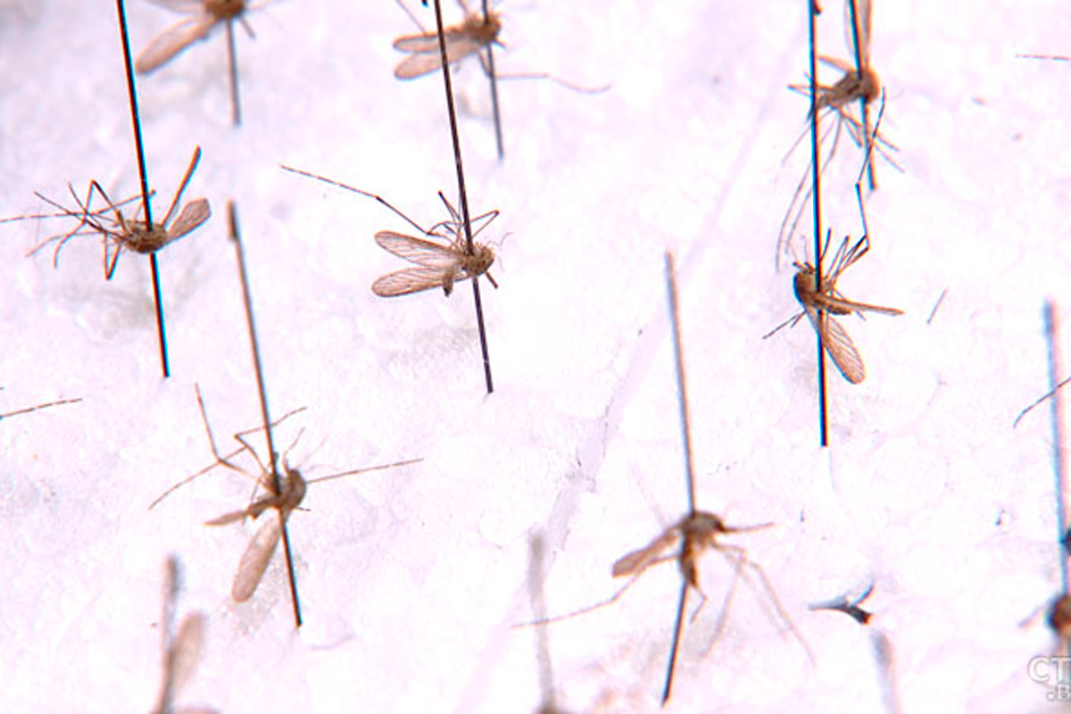 Атакуют не только мошки: в Беларуси обнаружили новый вид малярийного комара