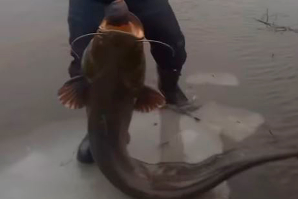 Белорусский рыбак поймал огромного сома, назвал его Гена и отпустил в реку