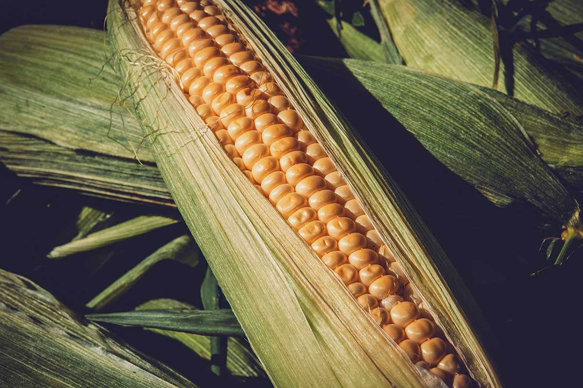 Не выбрасывайте остатки кукурузы: в них много пользы