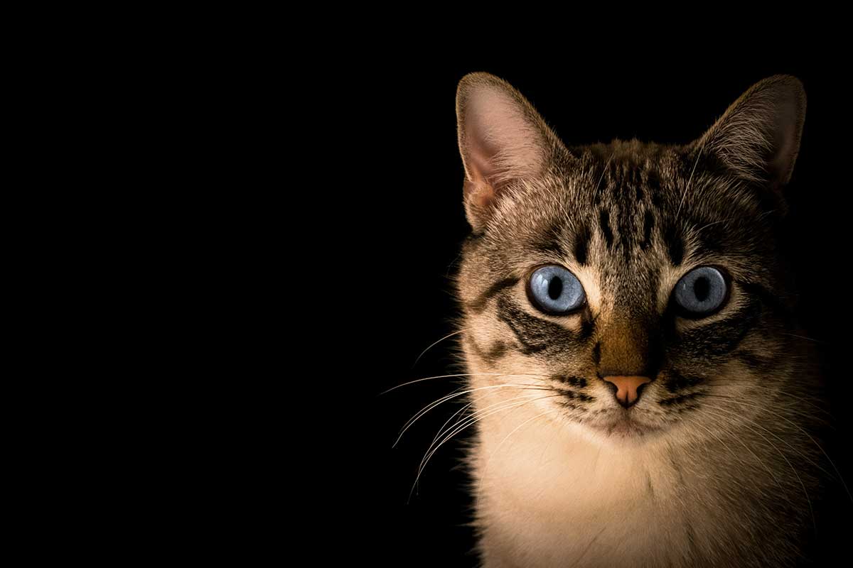 МЧС спасло котика из колодца в Барановичах – подошли к операции с креативом