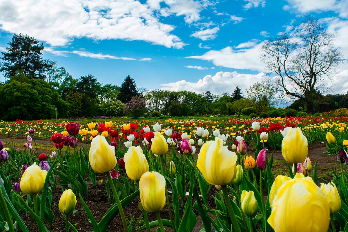 Ботанический сад проводит выставку весенних цветов – когда можно посетить