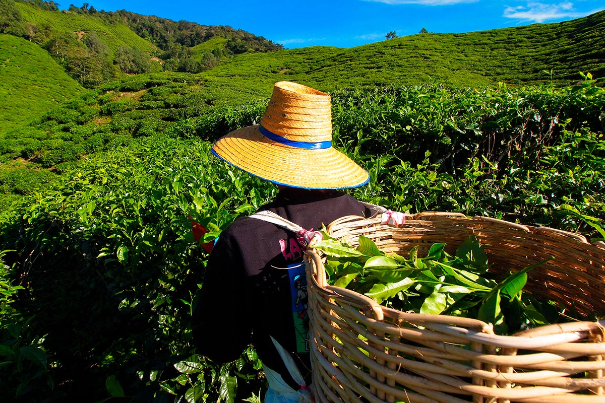 Чай за $1 млн: в каких странах можно попробовать самые дорогие продукты мира