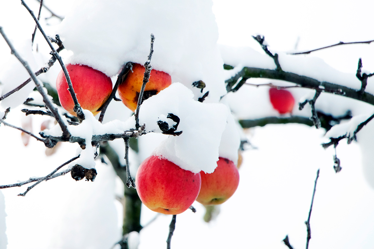 Не делайте этого зимой с плодовыми деревьями – самая частая ошибка