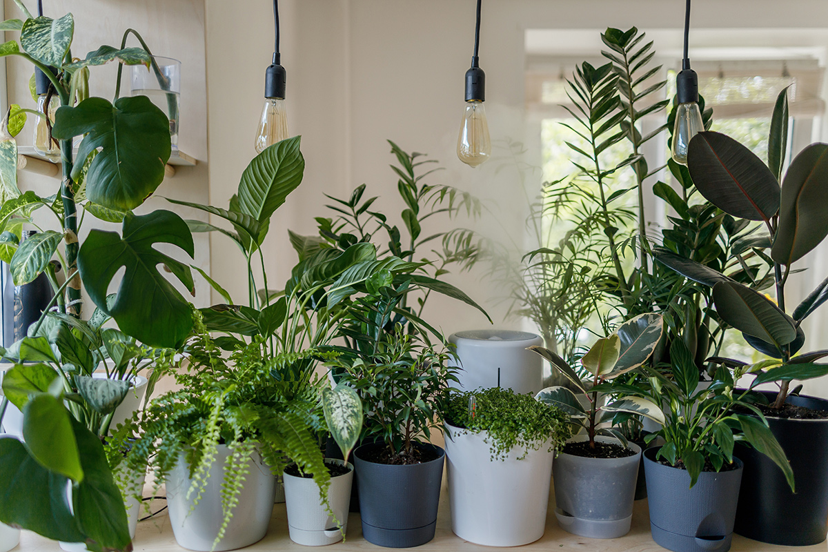 Как правильно покупать комнатные растения зимой – не ошибетесь
