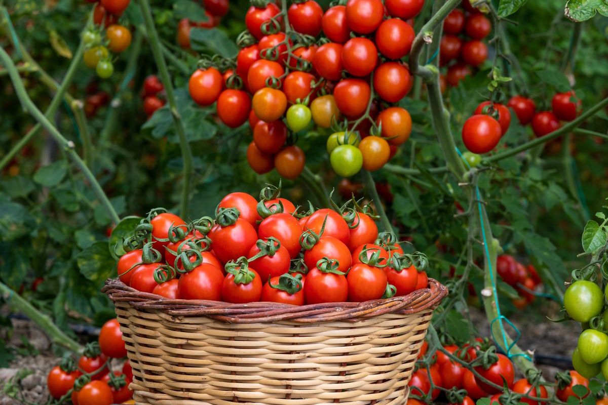 Назван скороспелый сорт томатов: дает килограммы плодов уже на третий месяц