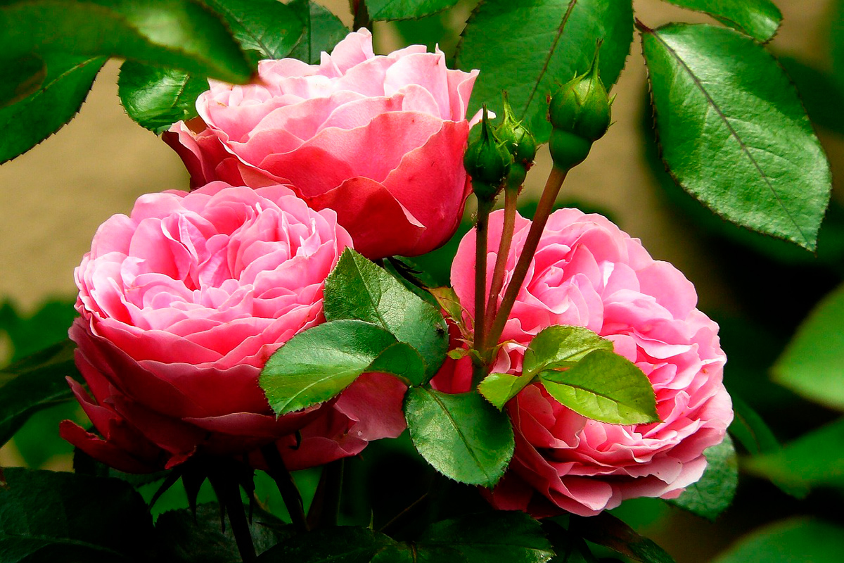 Розы будут цвести все лето: подкормите этим простым ингредиентом