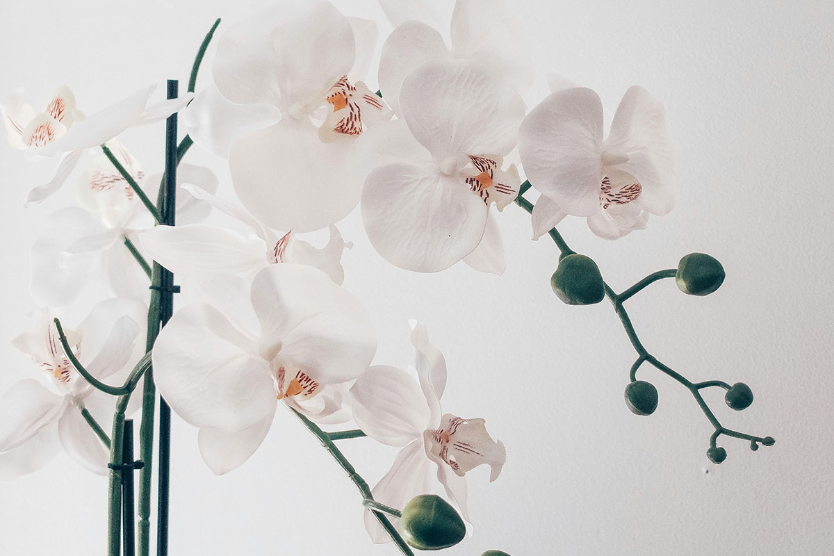 Вот почему ваши орхидеи не цветут: как исправить проблему