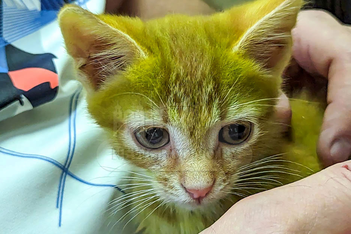 В Гродно живет зеленый котенок – хозяин уверяет, что цвет такой от природы