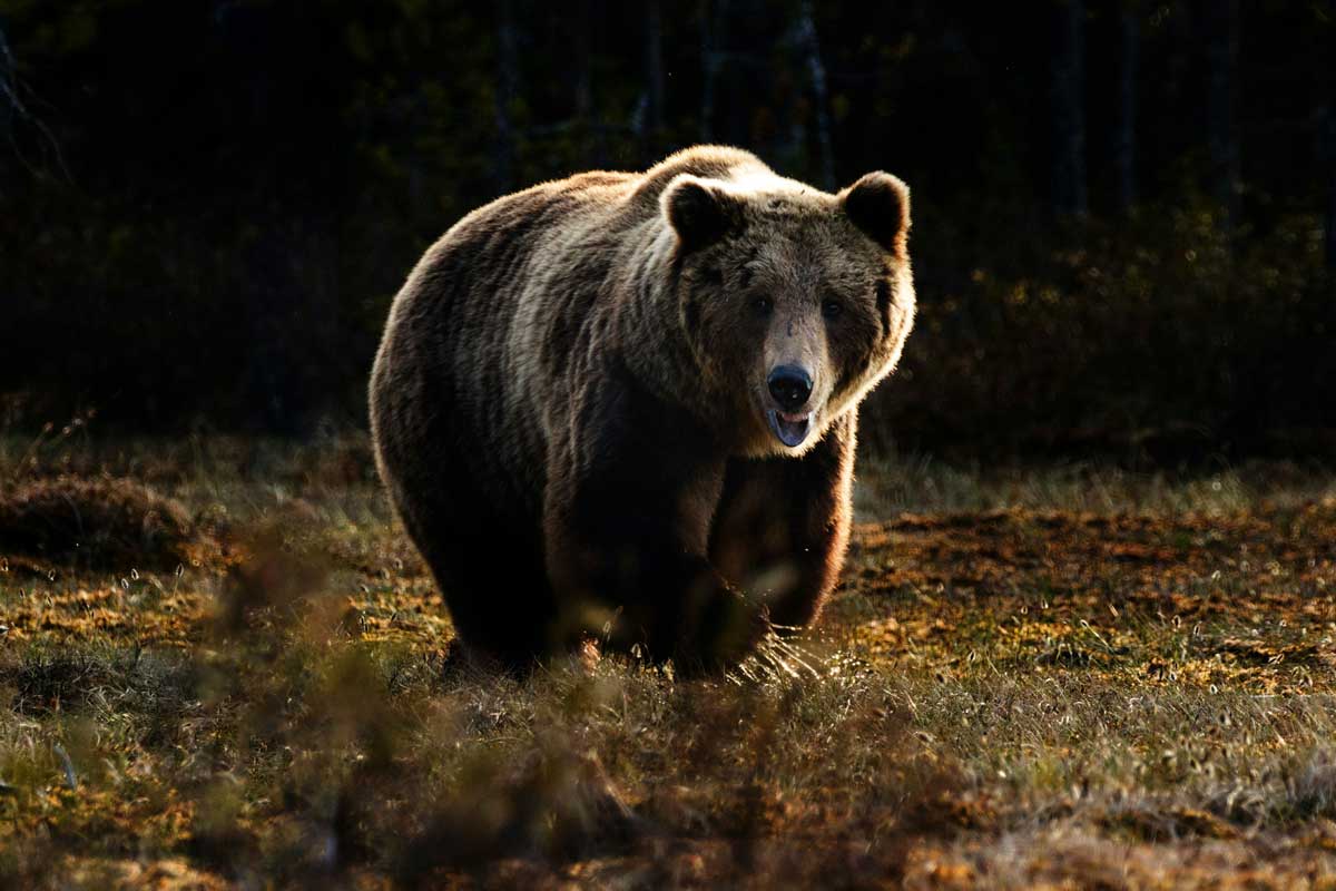 У трассы М-6 Минск – Гродно заметили настоящего медведя – видео