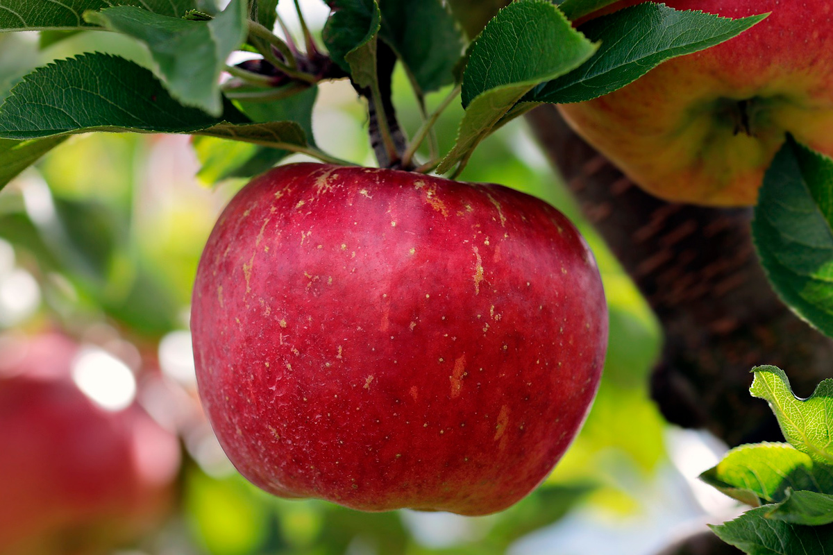 Время собирать: что можно делать с яблоками