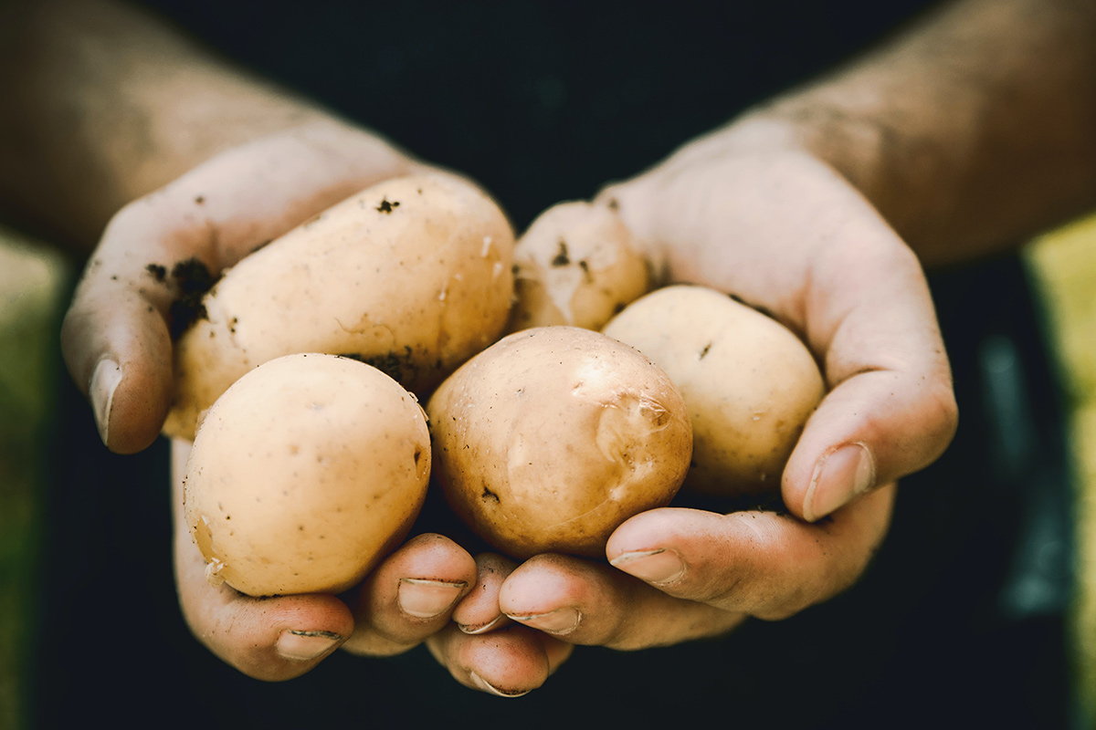 Самая частая ошибка дачников: эта подкормка лишит вас урожая картошки