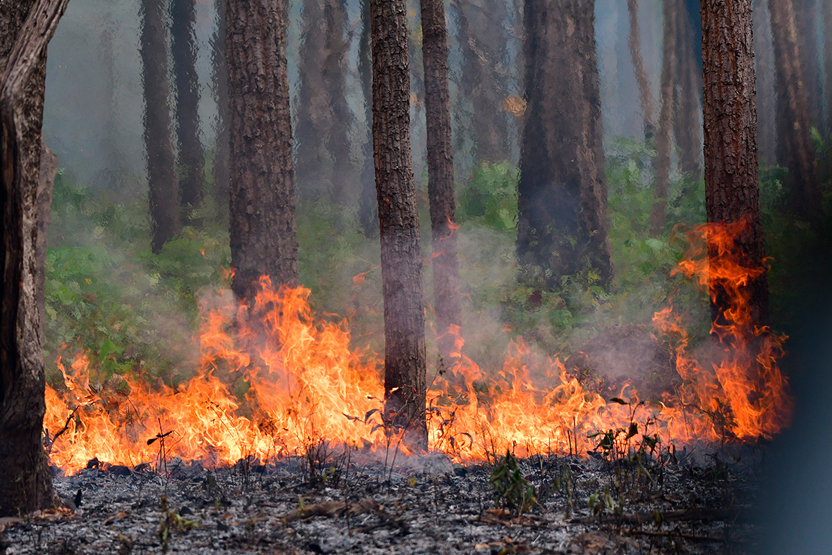 Ночью под Белыничами горел лес – его тушили более 130 человек