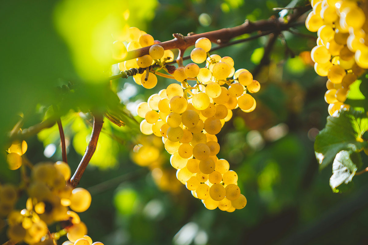 Идеальная подкормка для винограда: будет богатый урожай