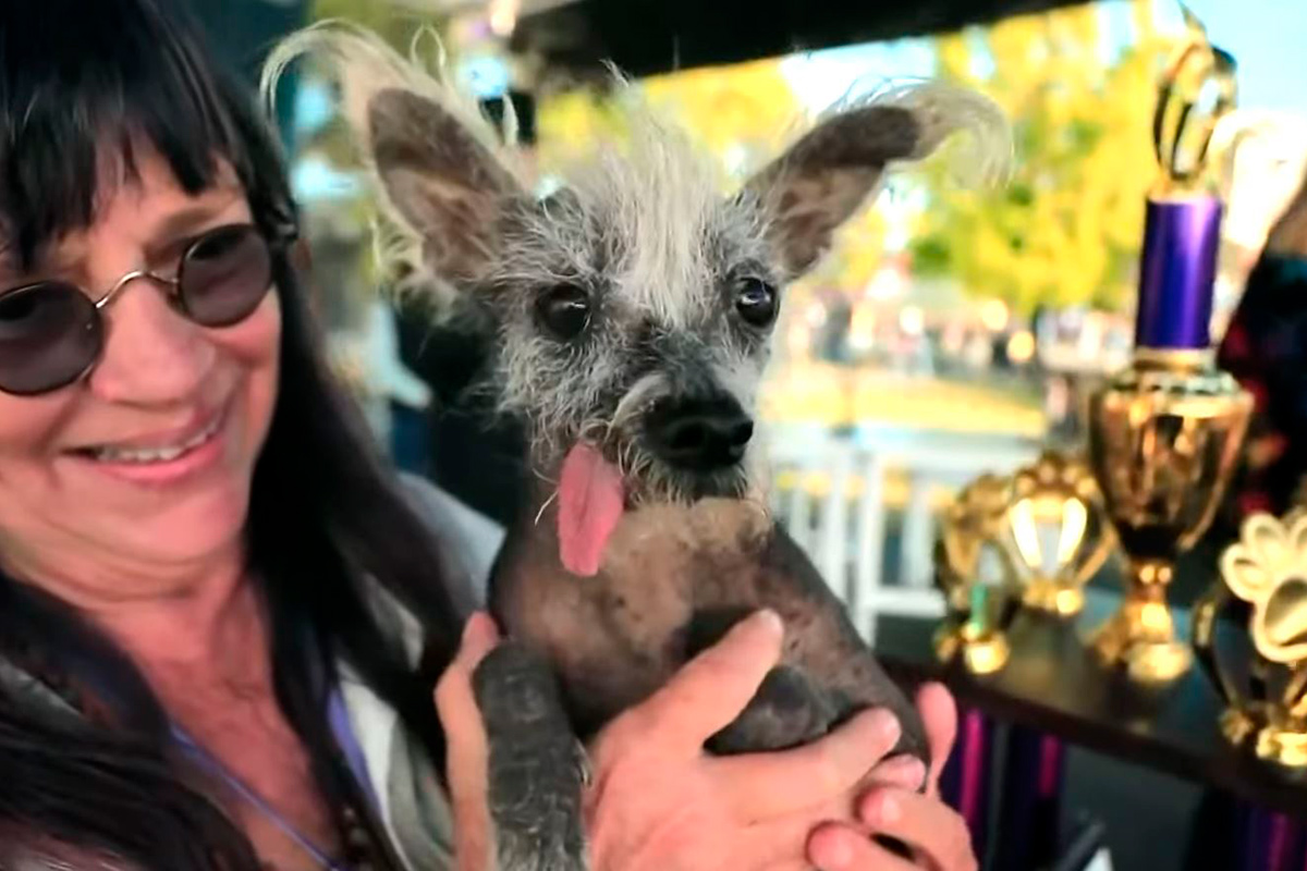 В США выбрали самую уродливую собаку в мире – она ездит на тележке