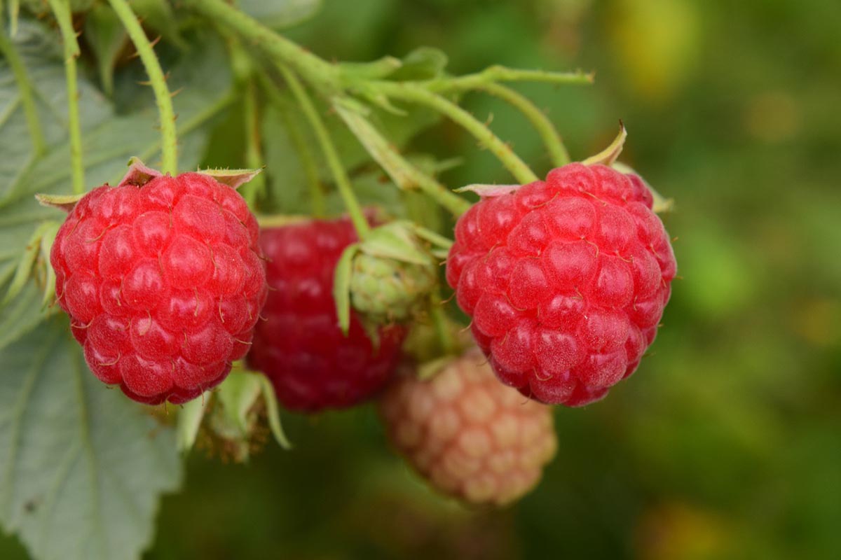 Чем подкормить малину в апреле: ягоды будут большими и вкусными
