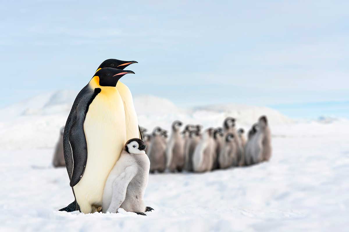 Ученые изучили сон антарктических пингвинов – результаты поражают