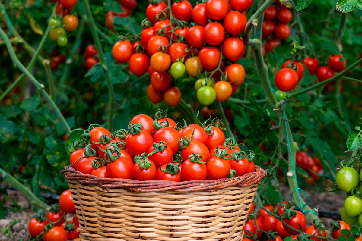 Этот сорт томатов удивит сладостью: плоды будут весить по полкило