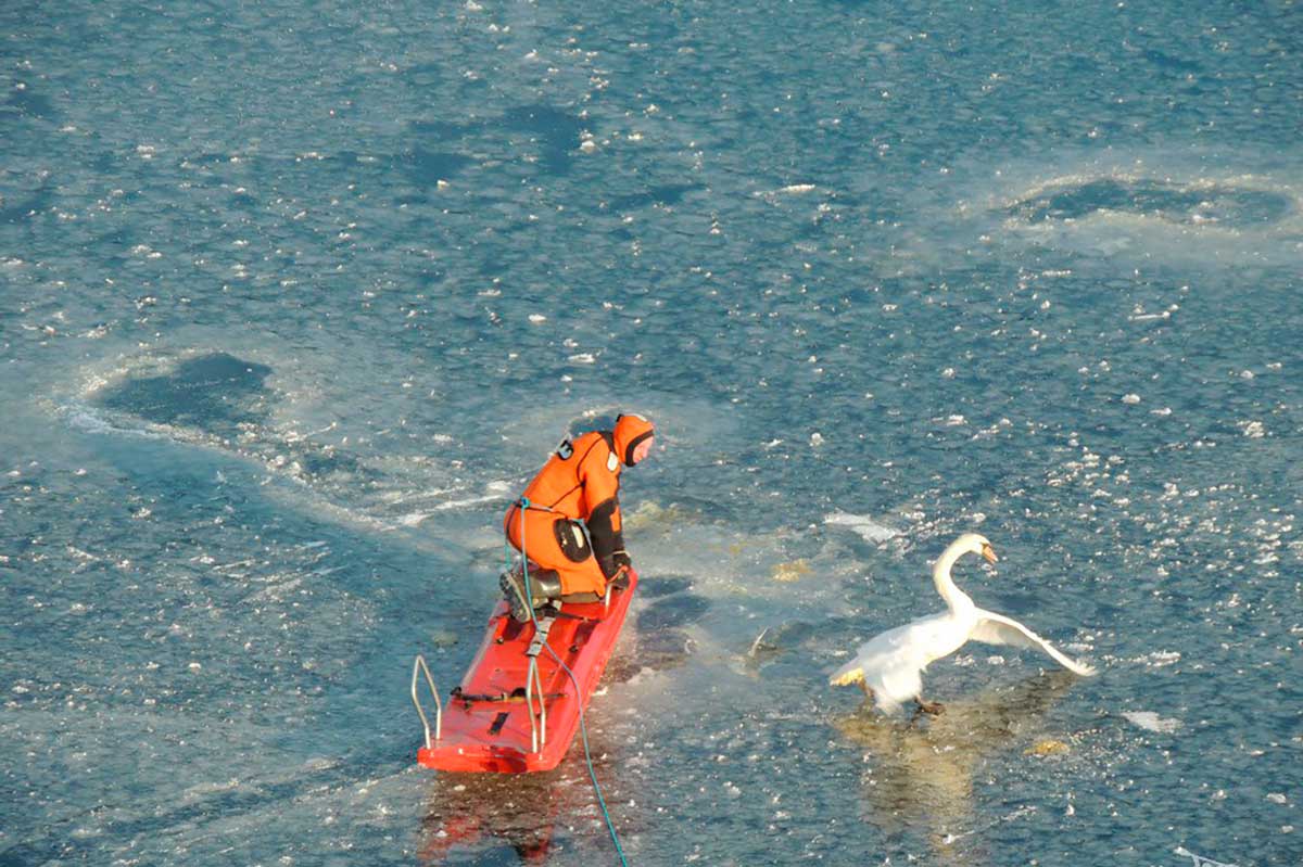 На брестском гребном канале спасли застрявшего лебедя – милое видео
