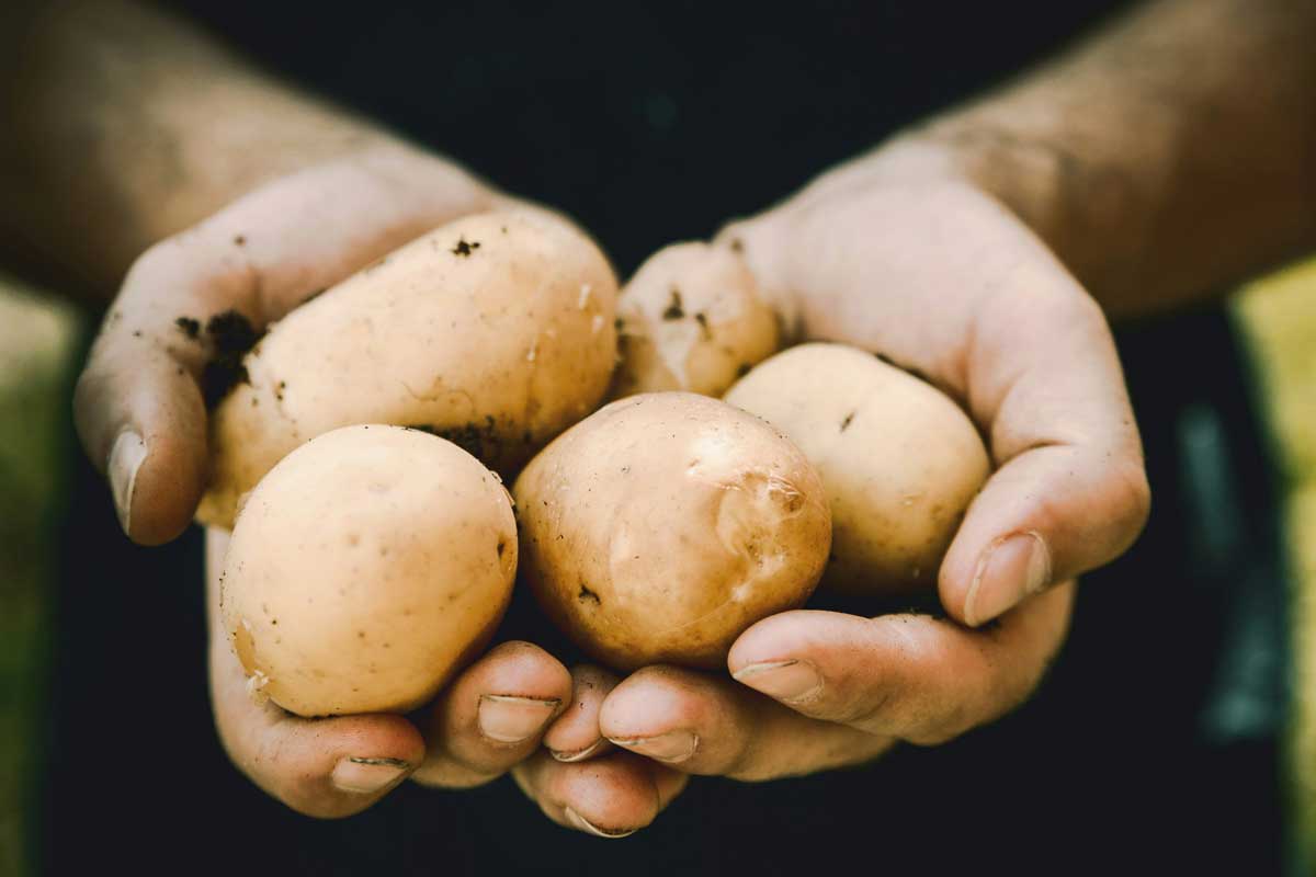 Сколько картошки белорусы съедят за год – прогноз от Минсельхозпрода