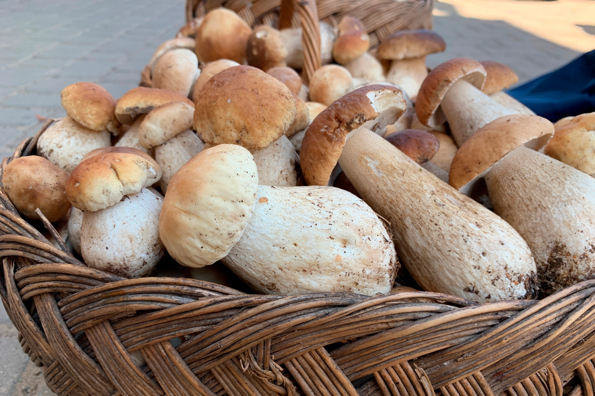 Рынки Беларуси завалили дешевыми грибами – почем продают
