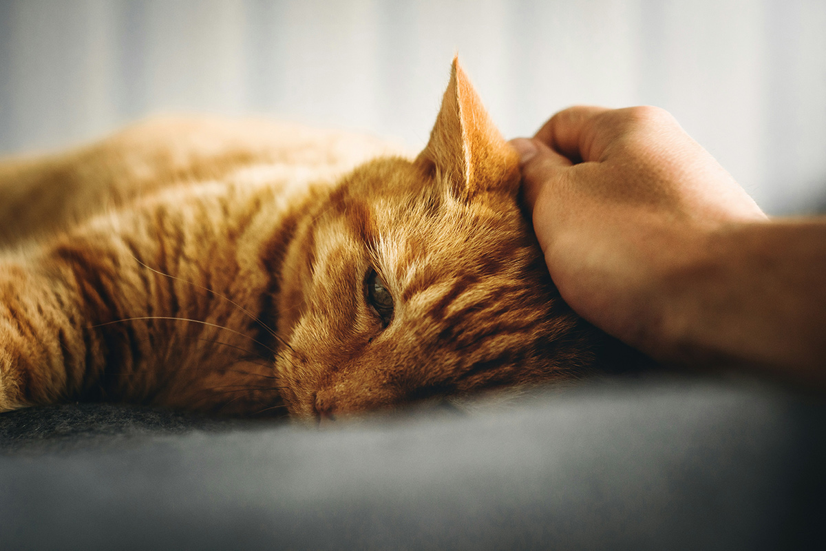 Можно ли спать с домашними животными в одной постели – ученые ответили