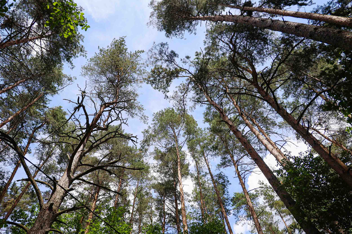 В некоторых районах Беларуси действуют ограничения на посещение лесов