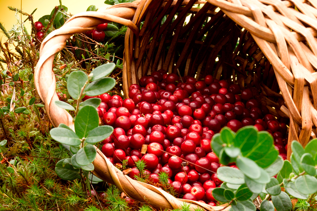 В лес за ягодами: стало известно, когда можно собирать бруснику и клюкву