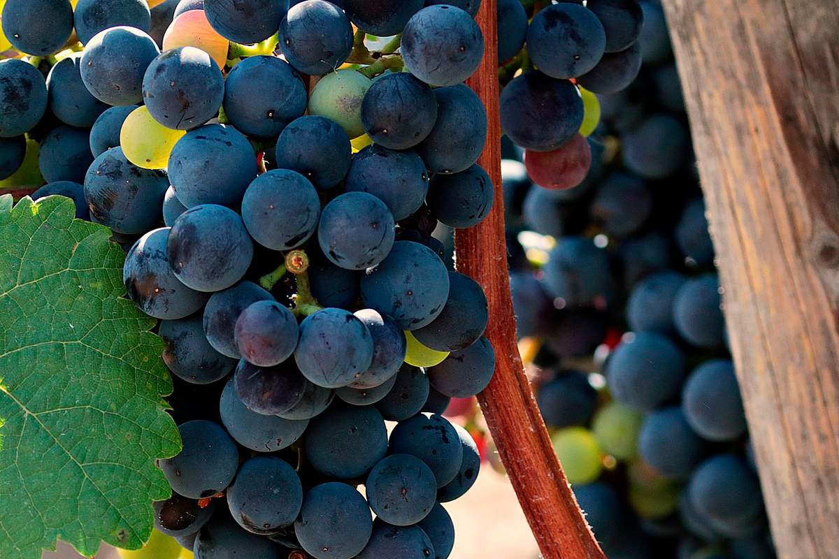 Почему сохнет виноград: вот самые распространенные причины