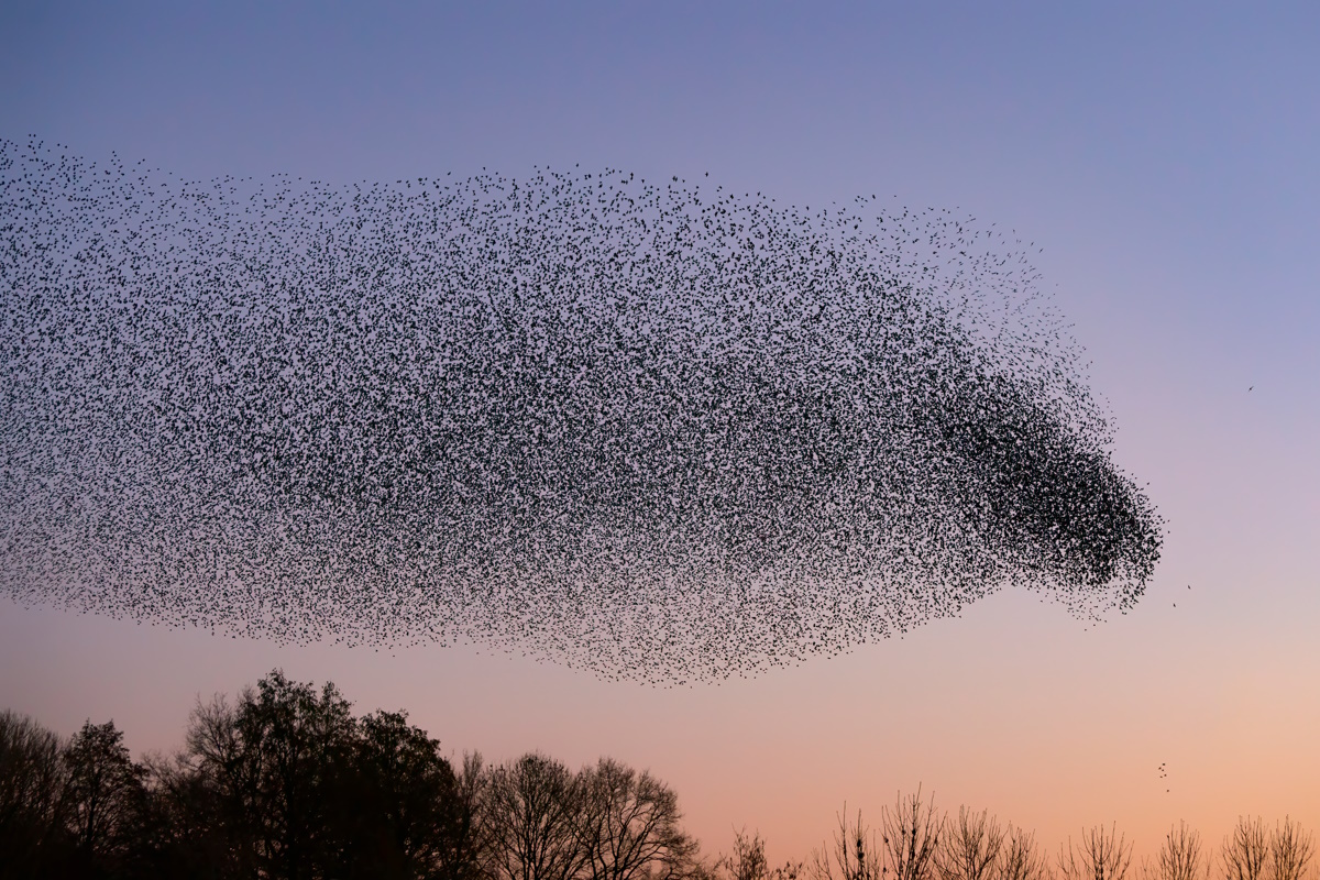 Это называется мурмурация: под Гродно сняли необыкновенный "танец" тысяч птиц
