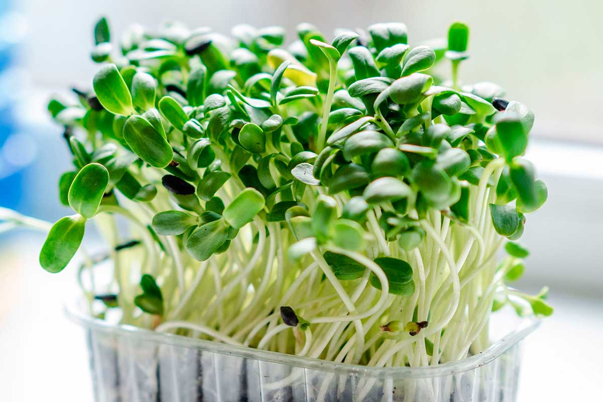 Пять видов микрозелени, которая украсит новогодний стол: вырастет за 10 дней