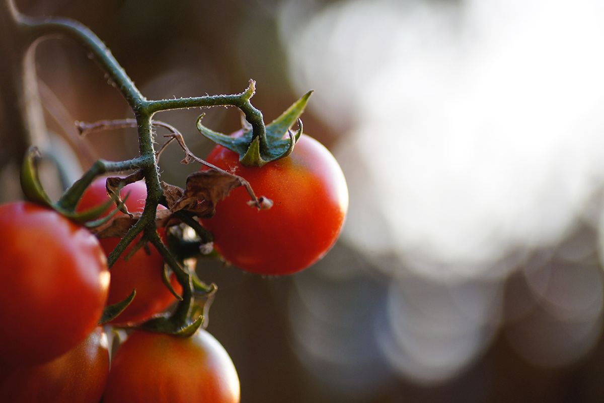 Этого не делают дачники: потом не жалуйтесь на плохой урожай томатов