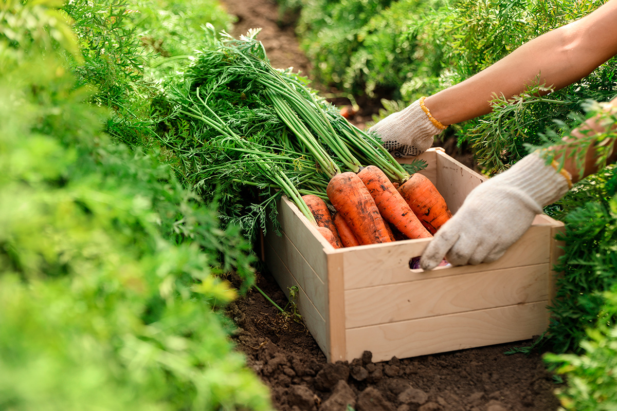 Подкормка моркови: будет расти как на дрожжах