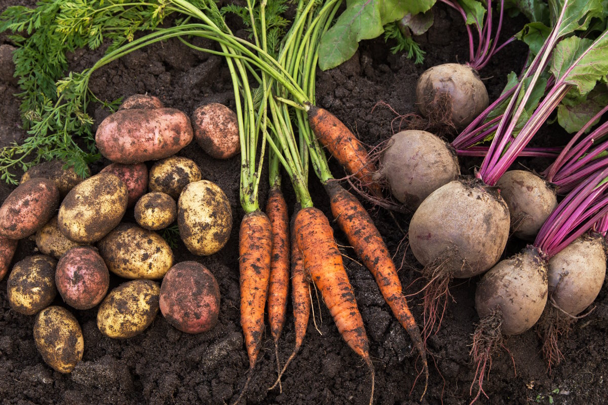 Правительство ввело лицензирование экспорта моркови и свеклы