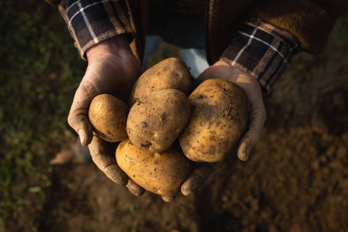 Узбекистан, Азербайджан, Казахстан – куда еще поставляют белорусский картофель
