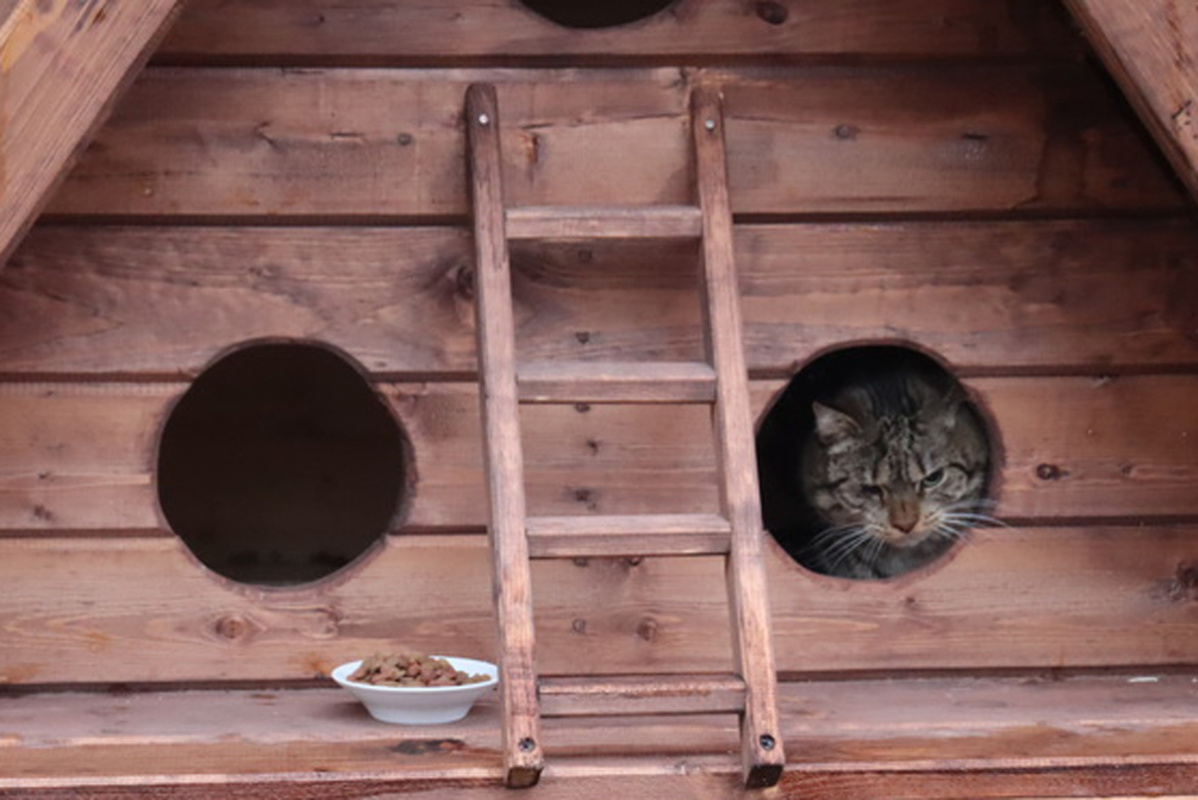 В Барановичах для бродячих котов установили домики