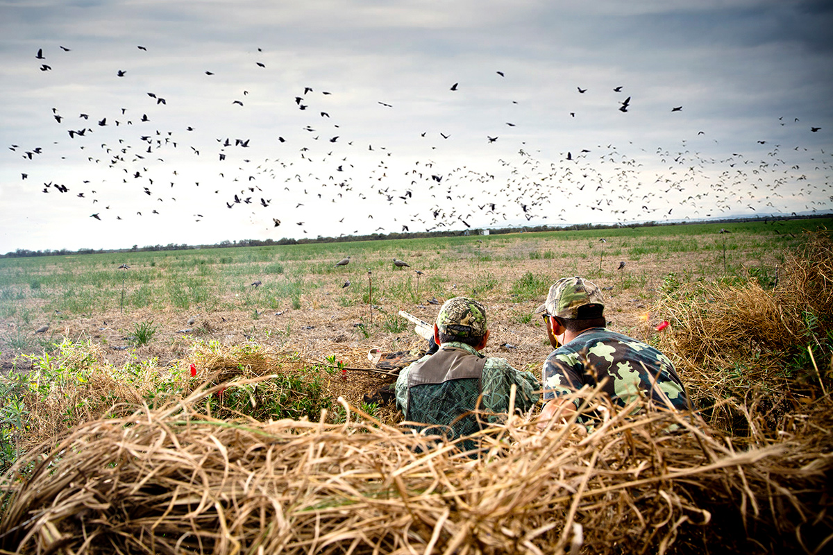 С 17 сентября в Беларуси легально можно подстрелить гуся